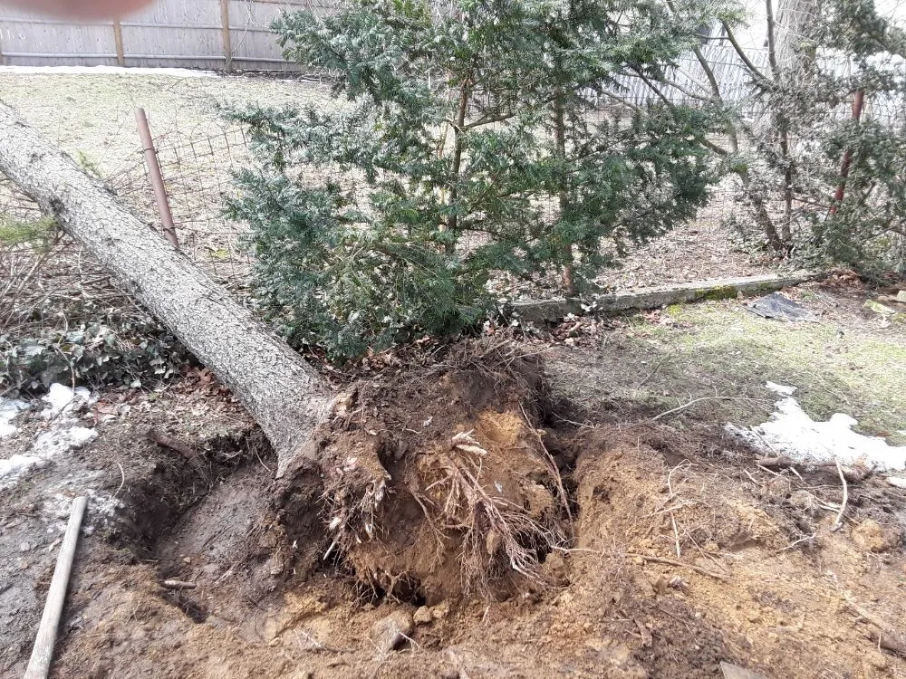 Custom landscaping services in Needham Heights, MA by Maclellan Tree & Landscaping