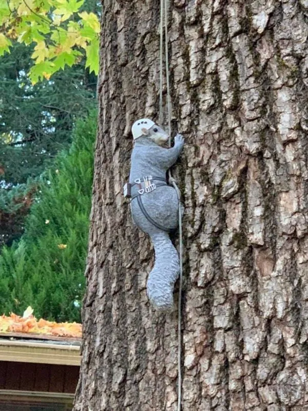 Top-rated yard maintenance experts serving Rockwood, TN - MACO Tree Service and Landscaping