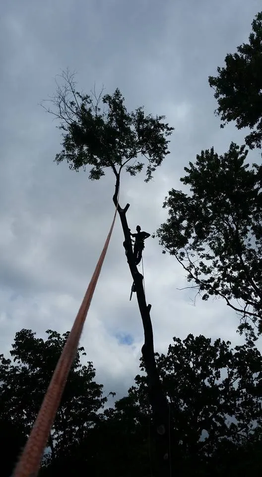 Reliable yard cleanup service experts serving Rockwood, TN - MACO Tree Service and Landscaping