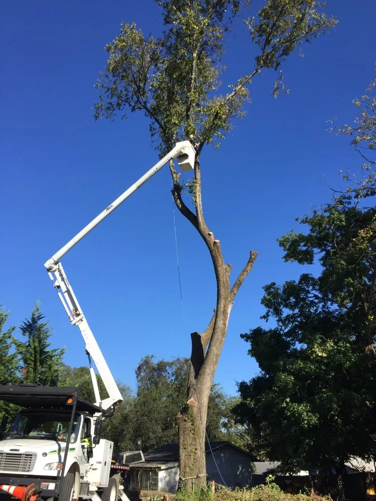 Local landscaping services in Rockwood, TN - MACO Tree Service and Landscaping