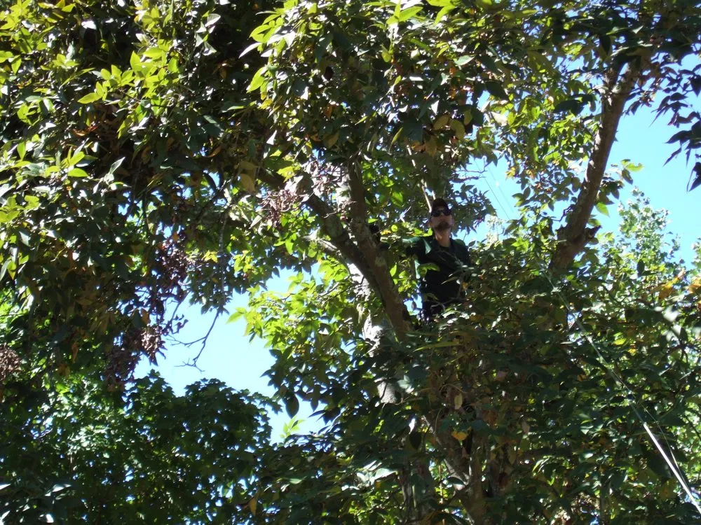 Custom landscape installation for year-round maintenance in Rockwood, TN by MACO Tree Service and Landscaping