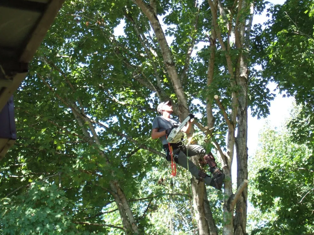 Top-rated landscaping services for beautiful yards across Rockwood, TN - MACO Tree Service and Landscaping