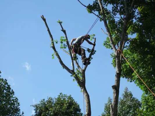 MACO Tree Service and Landscaping