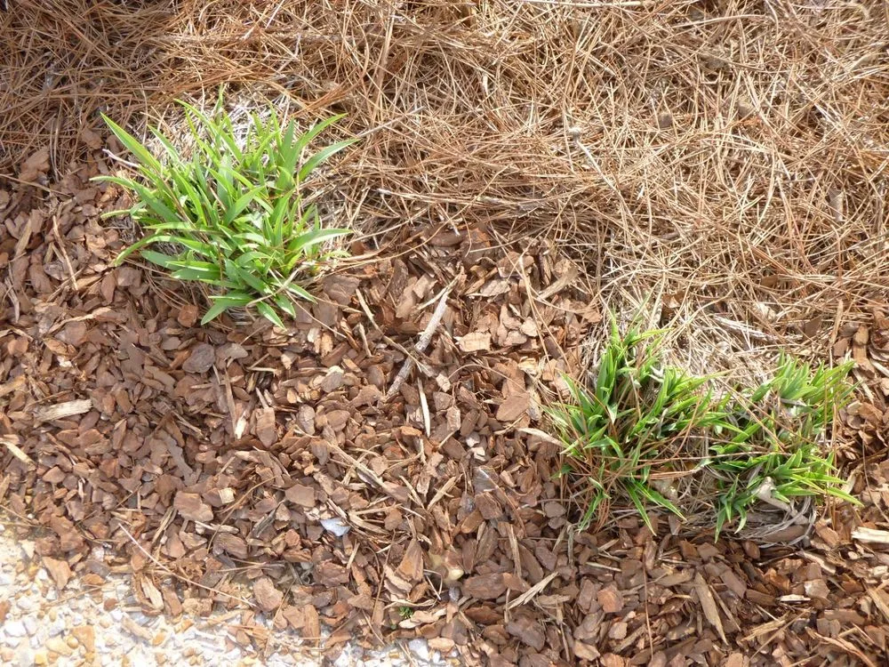 Affordable landscape installation with custom design in Maricopa, AZ by Mac's Lawn Service