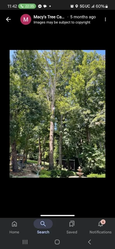 Local yard maintenance near you in Trinity, NC by Macy's Tree Care Specialists