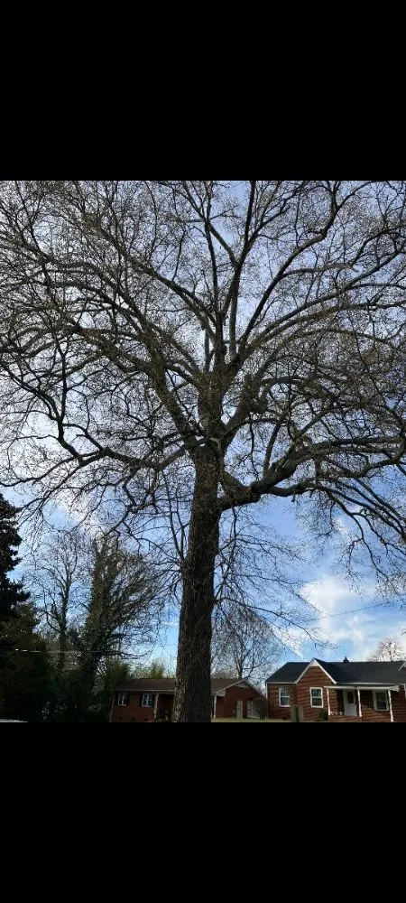 Reliable landscape design for homes in Trinity, NC by Macy's Tree Care Specialists