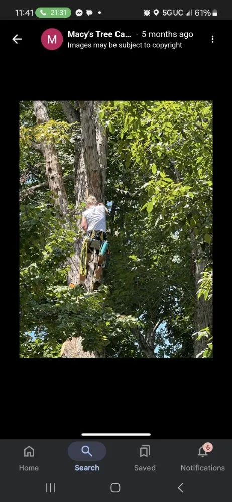 Reliable lawn care service in Trinity, NC by Macy's Tree Care Specialists