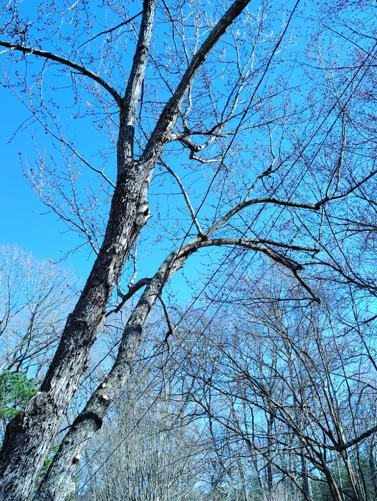 Professional lawn mowing service in Trinity, NC - Macy's Tree Care Specialists