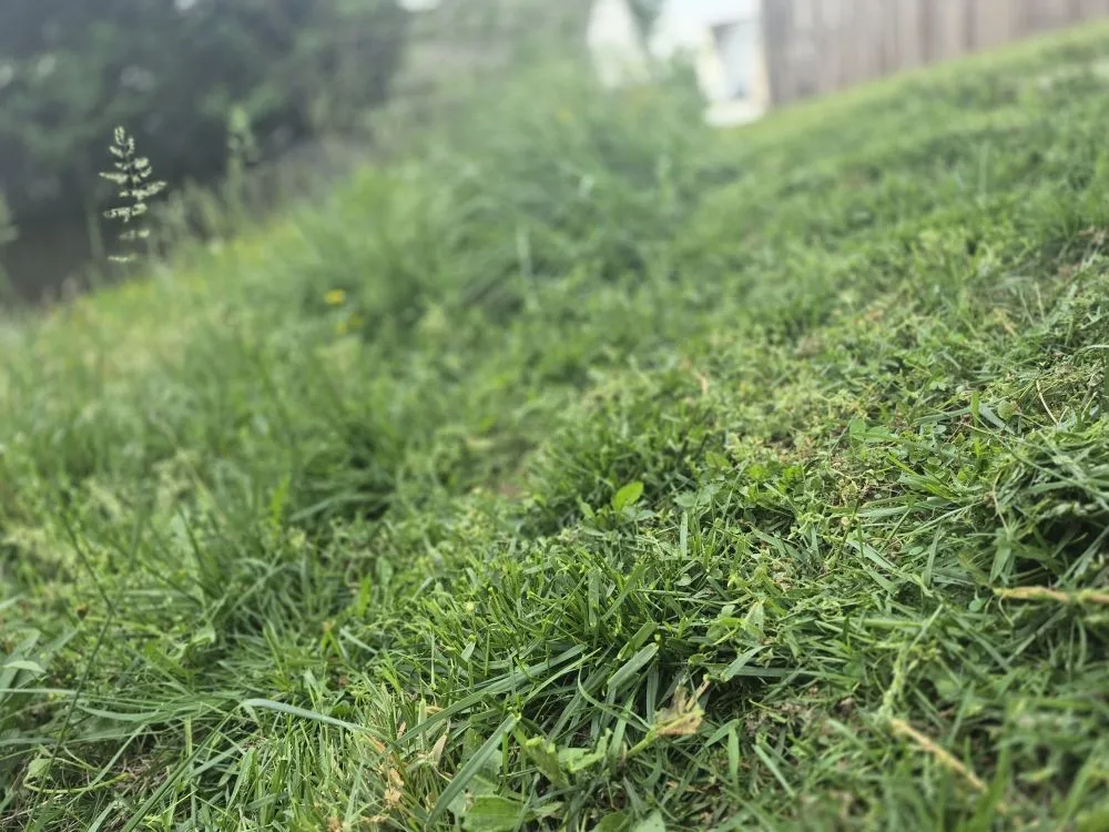 Affordable garden landscaping in Trinity, NC by Macy's Tree Care Specialists