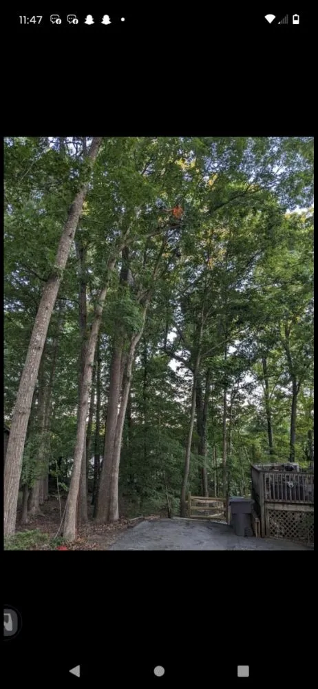 Professional landscape design near you in Trinity, NC by Macy's Tree Care Specialists