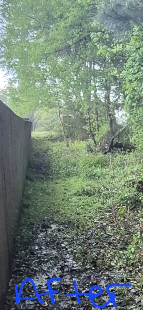 Reliable residential landscaping experts serving Trinity, NC - Macy's Tree Care Specialists