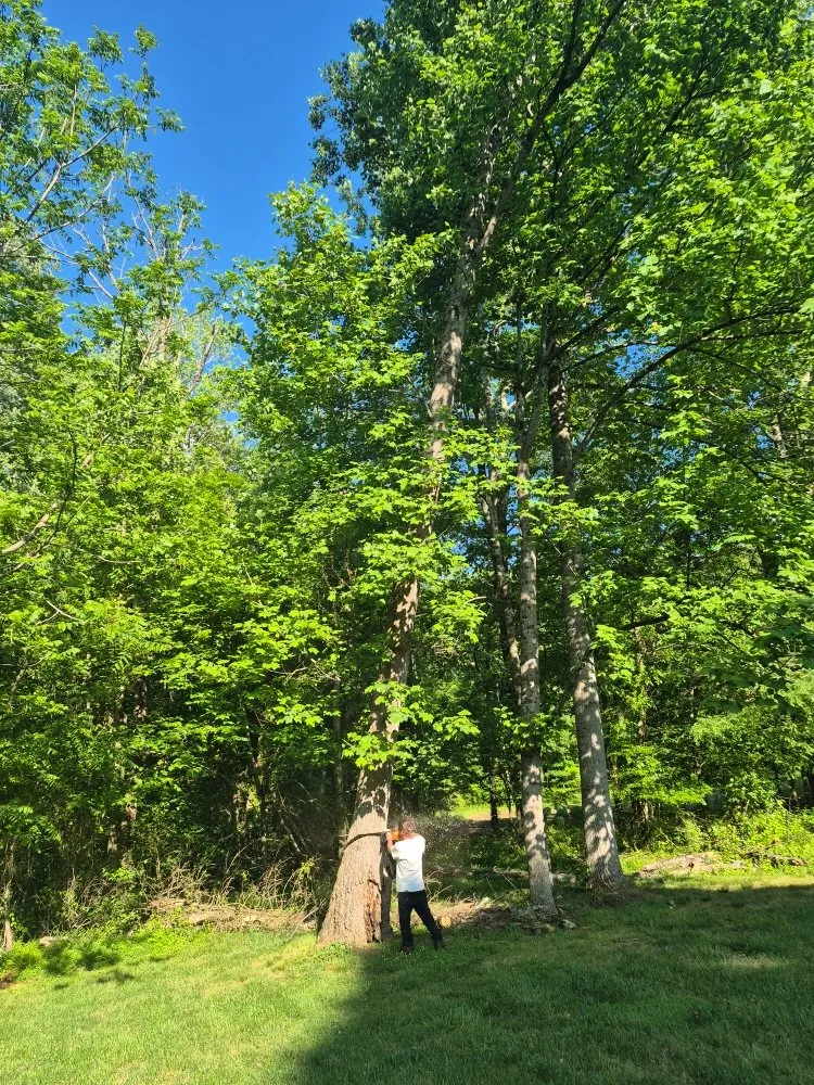 Reliable landscaping services experts serving Trinity, NC - Macy's Tree Care Specialists