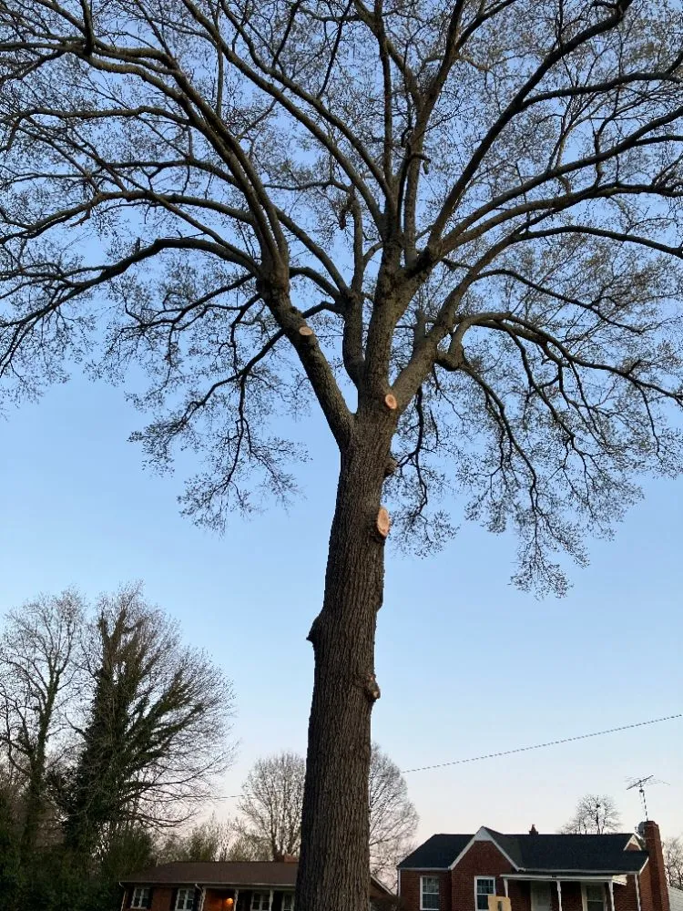 Professional lawn care service in Trinity, NC - Macy's Tree Care Specialists