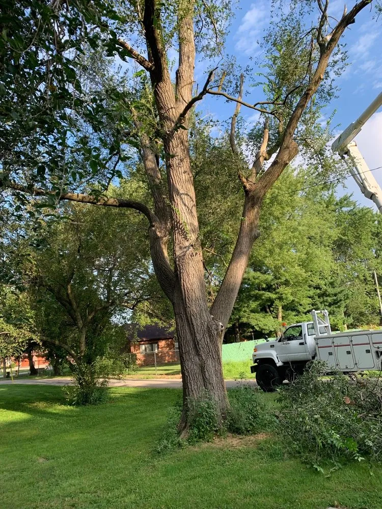 Professional landscaping services in Lincoln, IL - Mad About Trees