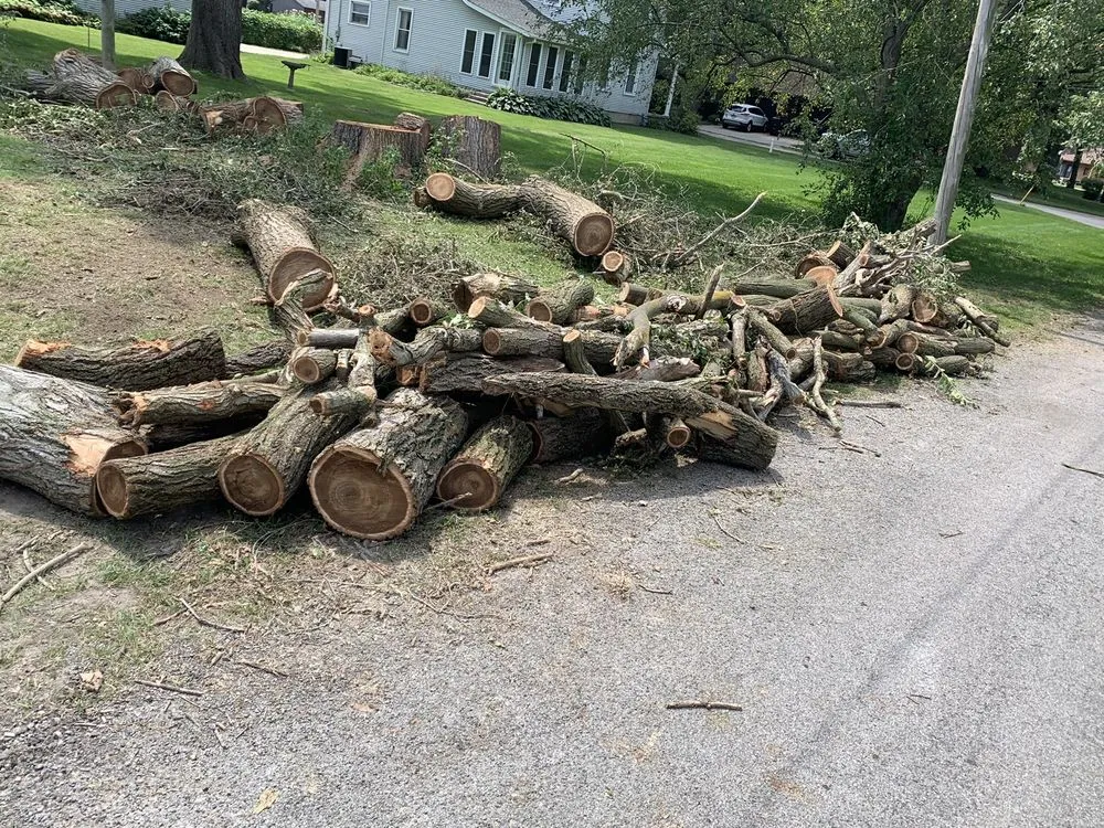 Local landscape design experts serving Lincoln, IL - Mad About Trees