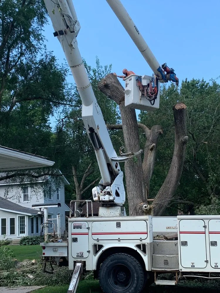 Reliable yard maintenance in Lincoln, IL - Mad About Trees