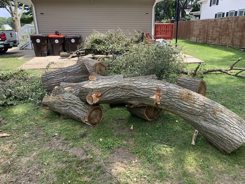 Reliable yard cleanup service for homes across Lincoln, IL - Mad About Trees