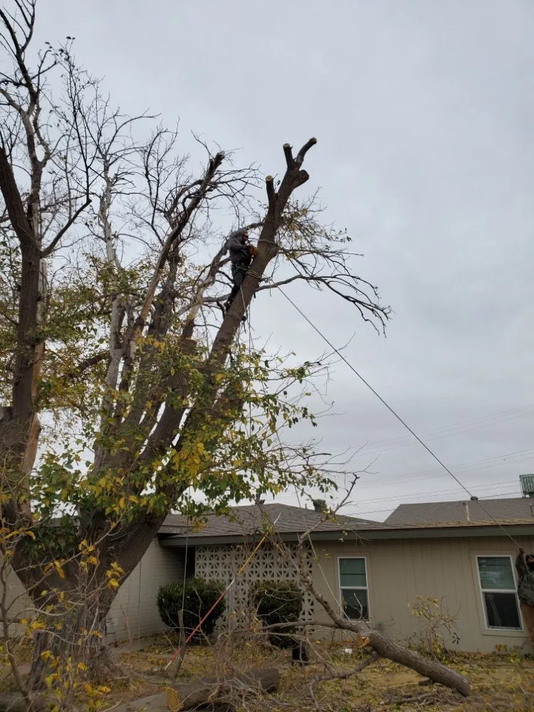 Expert landscape design experts serving Midland, TX - Mad Ax Lawn & Tree