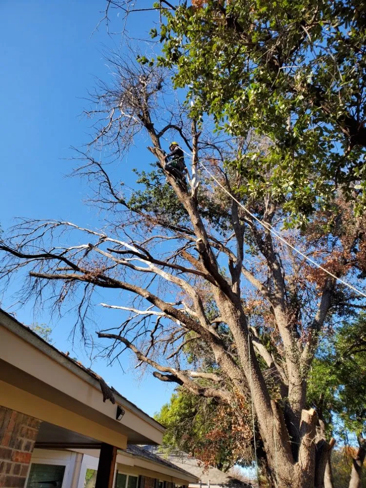 Expert landscape installation for outdoor upgrades in Midland, TX by Mad Ax Lawn & Tree