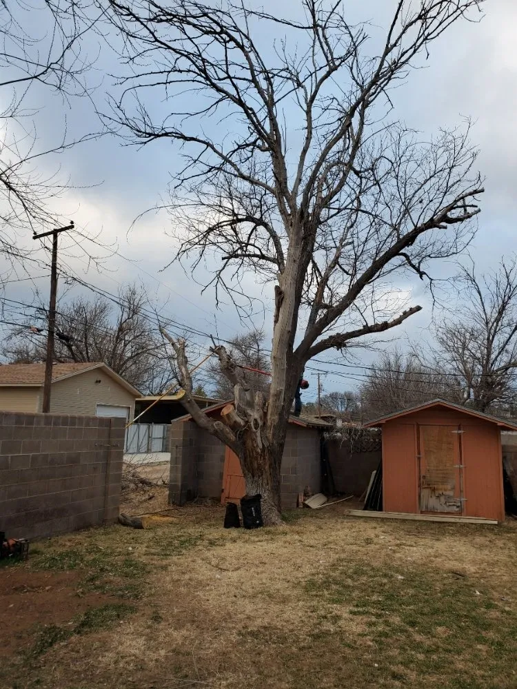 Affordable outdoor landscaping in Midland, TX by Mad Ax Lawn & Tree