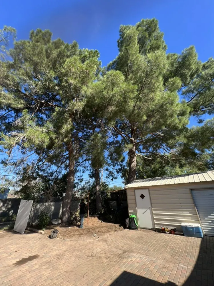 Custom lawn care service for year-round maintenance across Midland, TX - Mad Ax Lawn & Tree