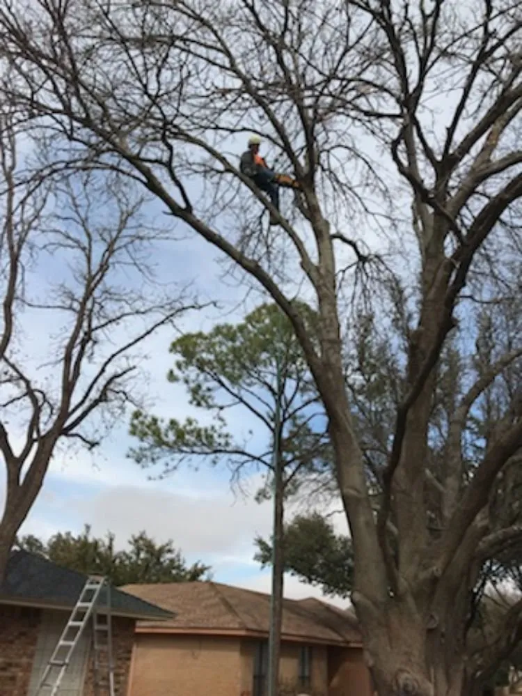 Top-rated yard maintenance in Midland, TX - Mad Ax Lawn & Tree