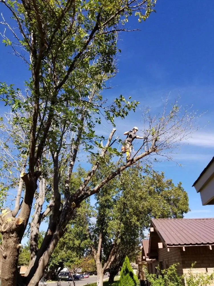 Reliable lawn care service in Midland, TX - Mad Ax Lawn & Tree