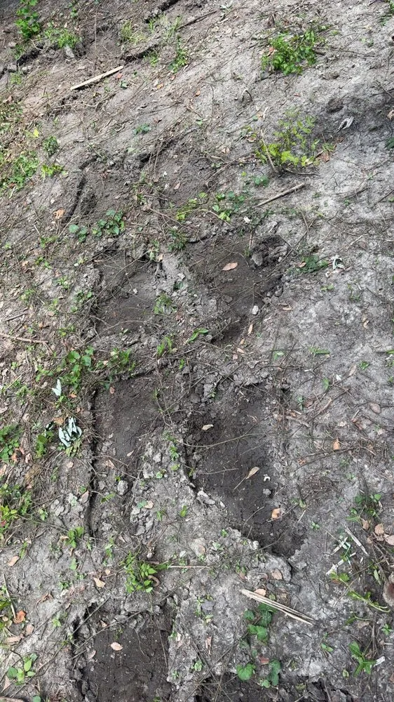 Custom yard cleanup service for homes across Swansea, IL - Maddex and Landscaping