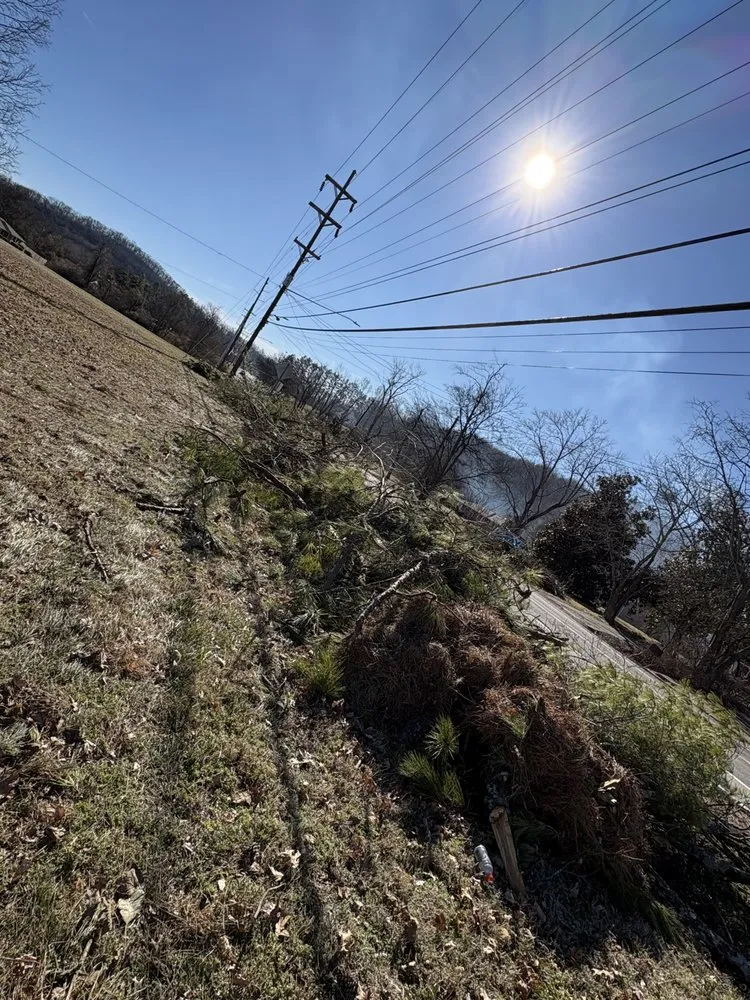 Affordable yard cleanup service experts serving Nashville, TN - Maddie’s Tree Services