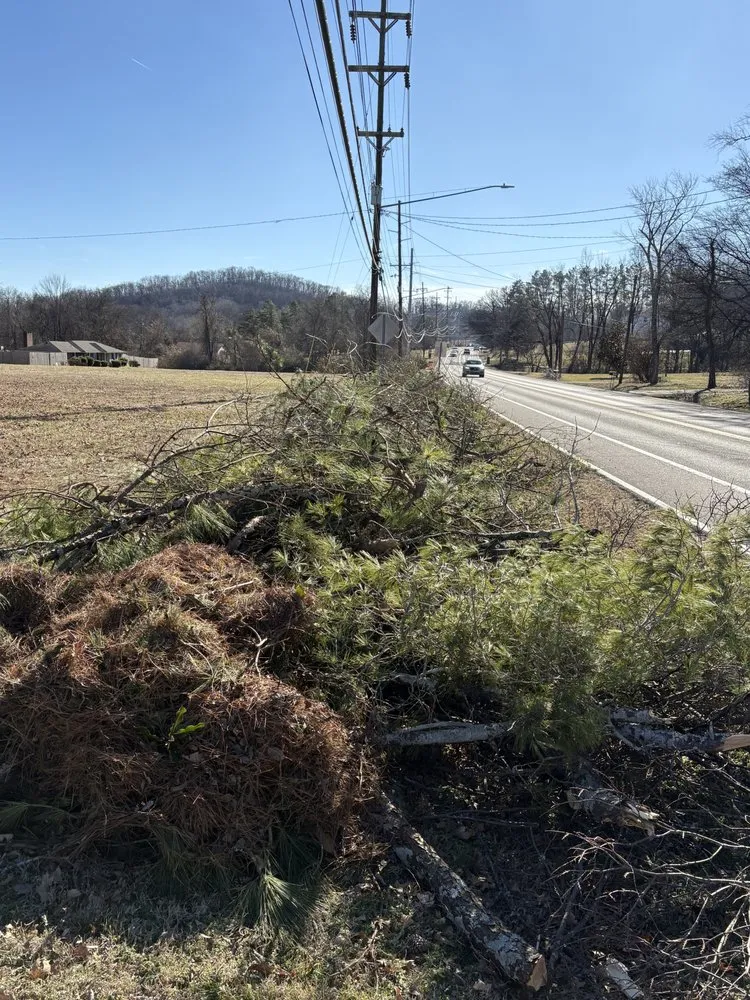 Local yard cleanup service experts serving Nashville, TN - Maddie’s Tree Services