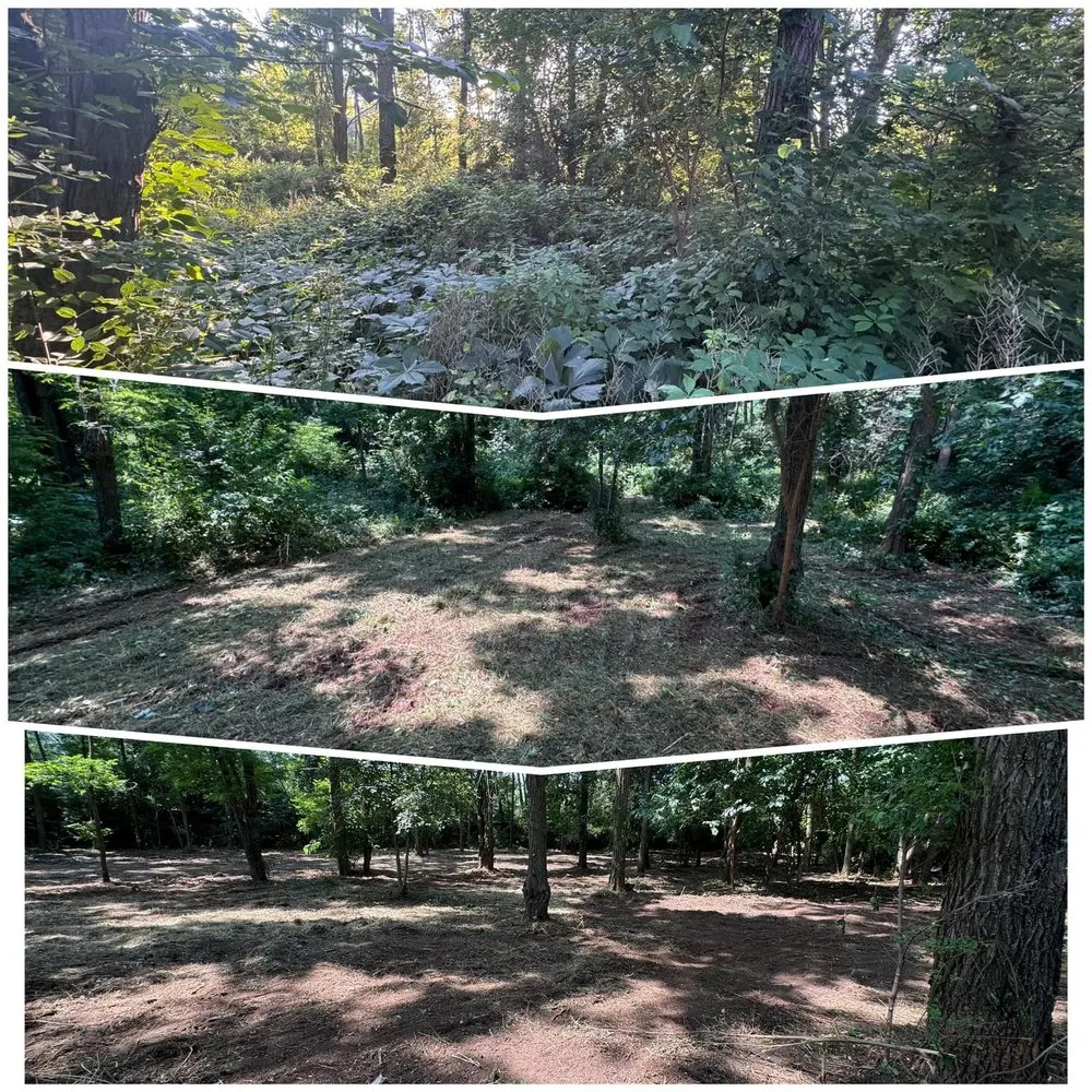 Professional lawn care service in Bloomington, MN - Maddscape