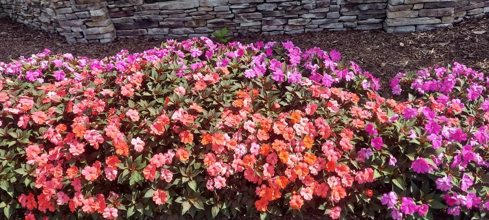 Affordable lawn mowing service in Middle Valley, TN by Made In America Lawn Care