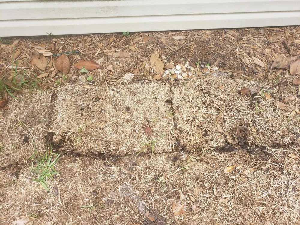 Top-rated landscape installation for beautiful yards across Orlando, FL - Madewell Repair