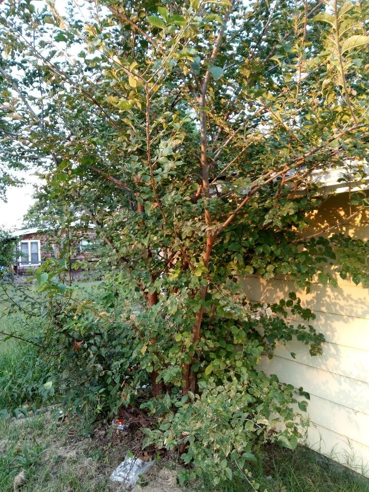 Expert outdoor landscaping experts serving Kansas City, KS - Madhouse lawn Care services