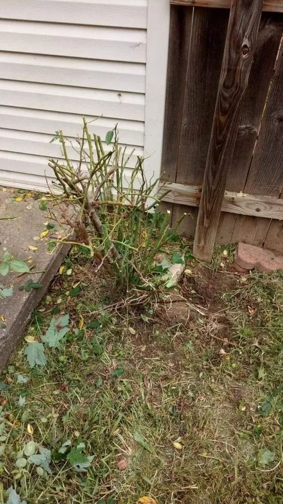 Top-rated lawn care service for outdoor upgrades across Kansas City, KS - Madhouse lawn Care services