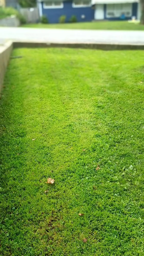 Affordable yard cleanup service experts serving Kansas City, KS - Madhouse lawn Care services