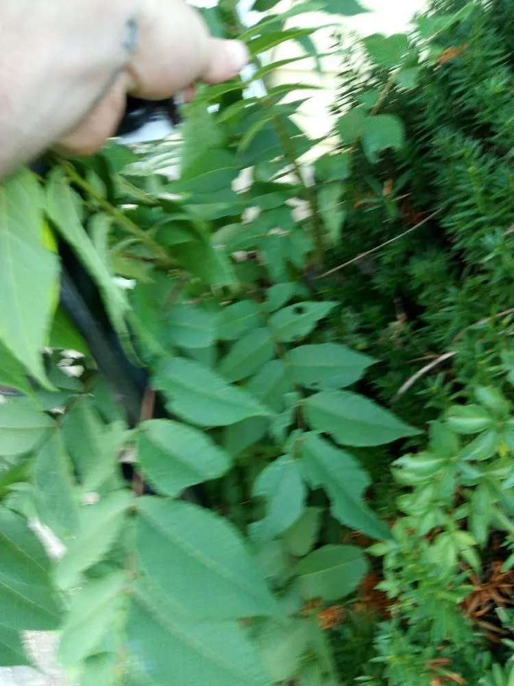 Local yard cleanup service for year-round maintenance in Kansas City, KS by Madhouse lawn Care services