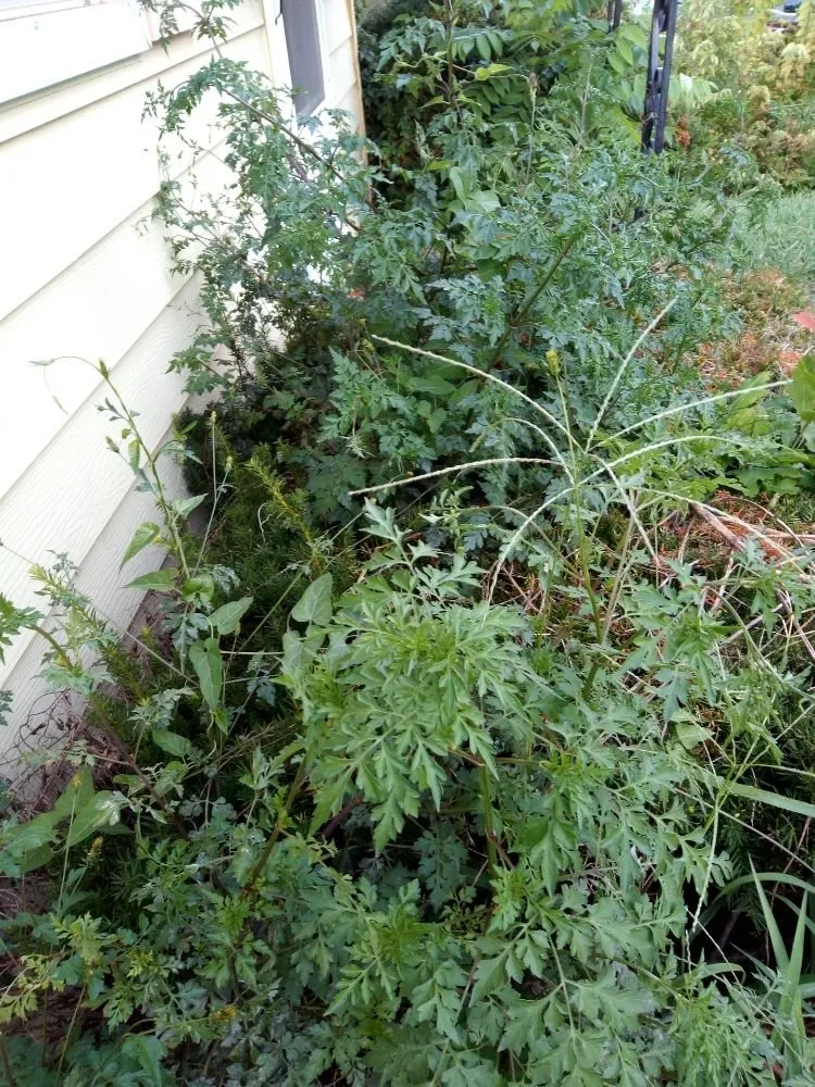 Custom residential landscaping for beautiful yards across Kansas City, KS - Madhouse lawn Care services