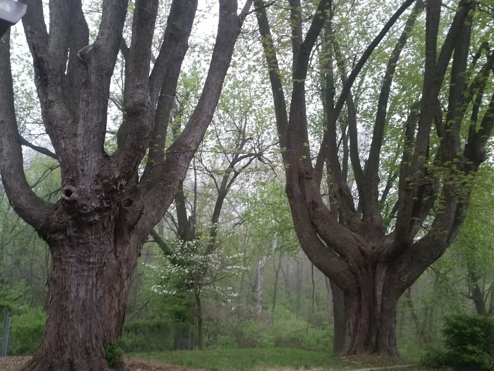 Professional landscape installation experts serving Cottage Hills, IL - Madison County Tree Service