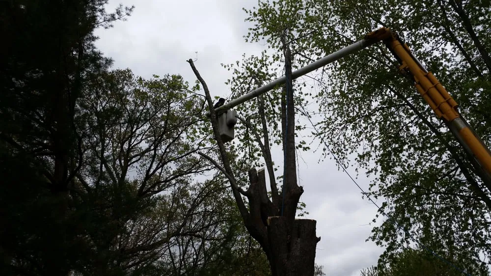 Custom yard cleanup service in Cottage Hills, IL - Madison County Tree Service