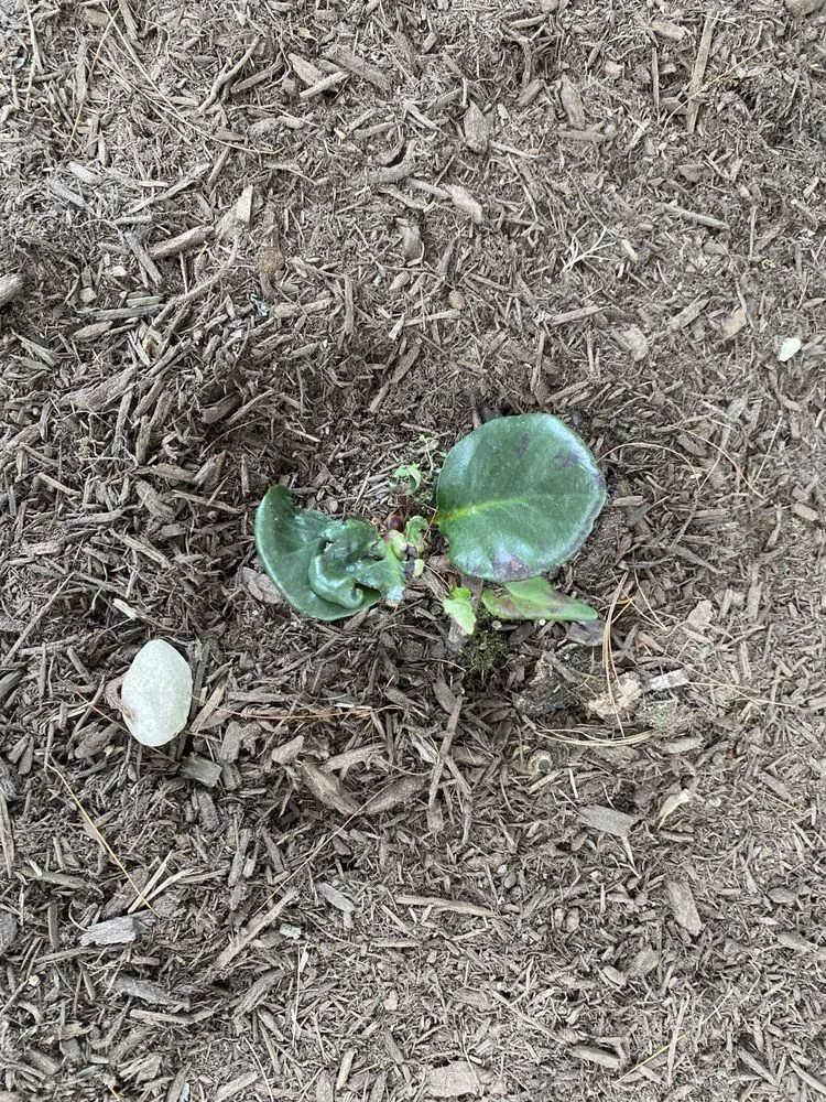 Professional residential landscaping in Madison, CT by Madison Earth Care