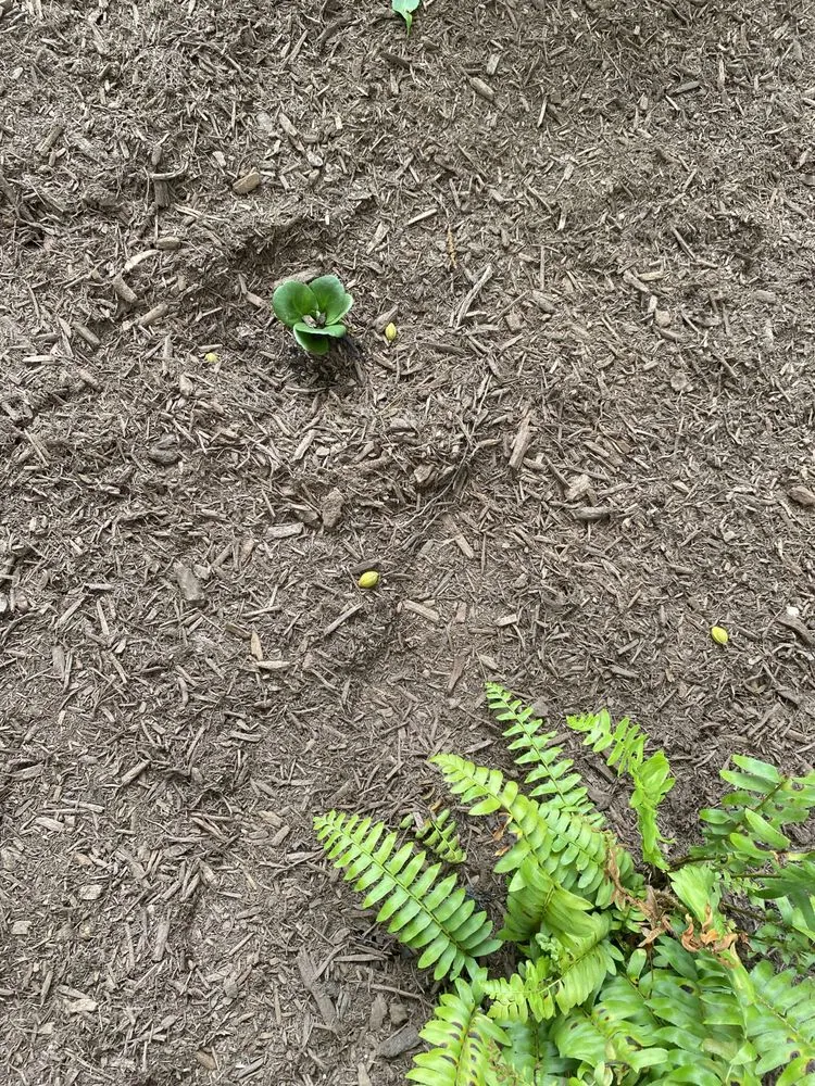 Reliable yard cleanup service experts serving Madison, CT - Madison Earth Care