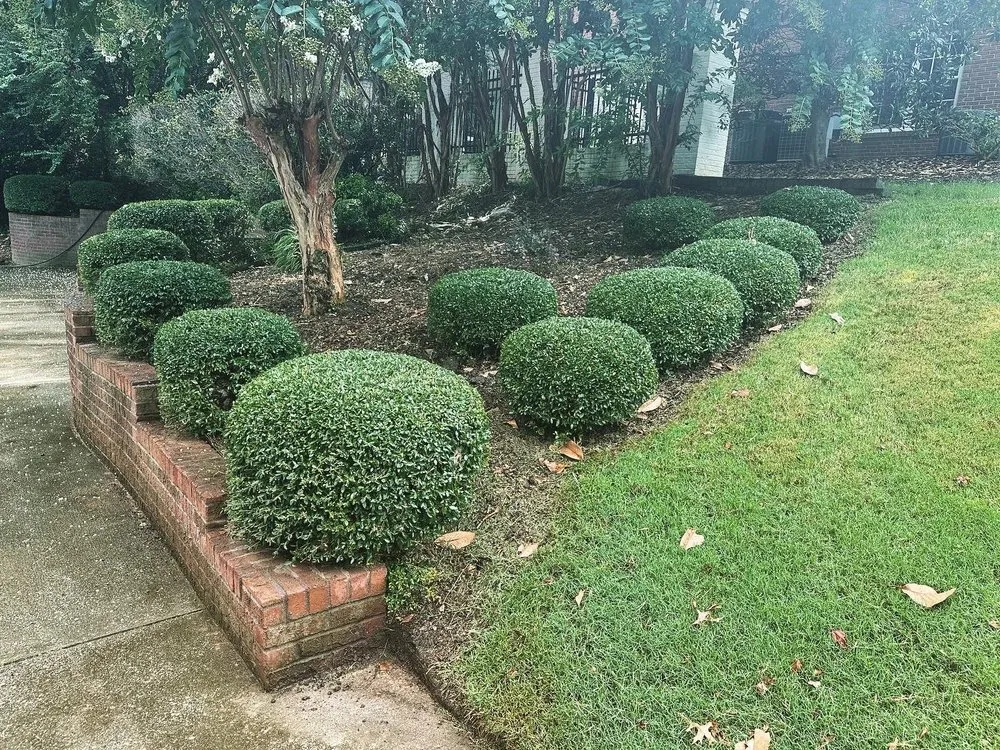 Reliable yard cleanup service in Madison, AL by Madison Lawn Solutions