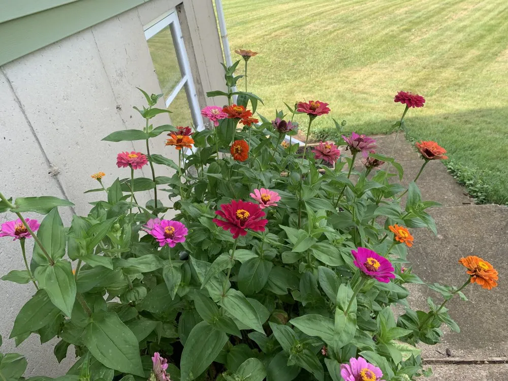 Local landscape design in Verona, WI - Madison Top Soil