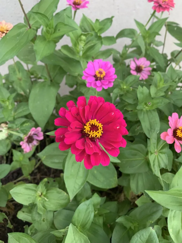 Local yard maintenance for outdoor upgrades across Verona, WI - Madison Top Soil