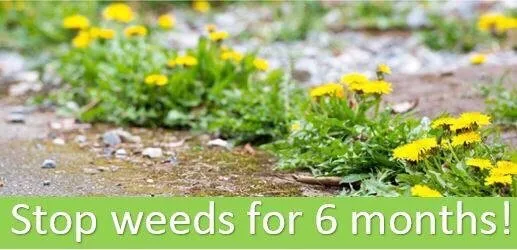 Top-rated landscape design for homes across Chandler, AZ - Madjak Pest, Weed And Turf Services