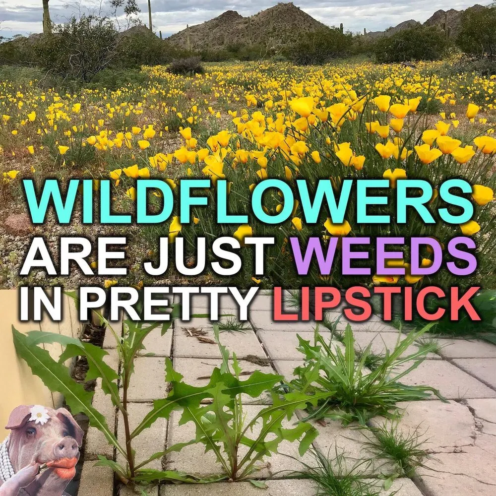 Top-rated yard maintenance experts serving Chandler, AZ - Madjak Pest, Weed And Turf Services