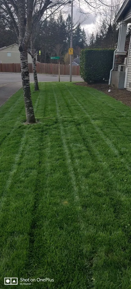 Expert lawn care service in Tacoma, WA by Madrid Lawn Services