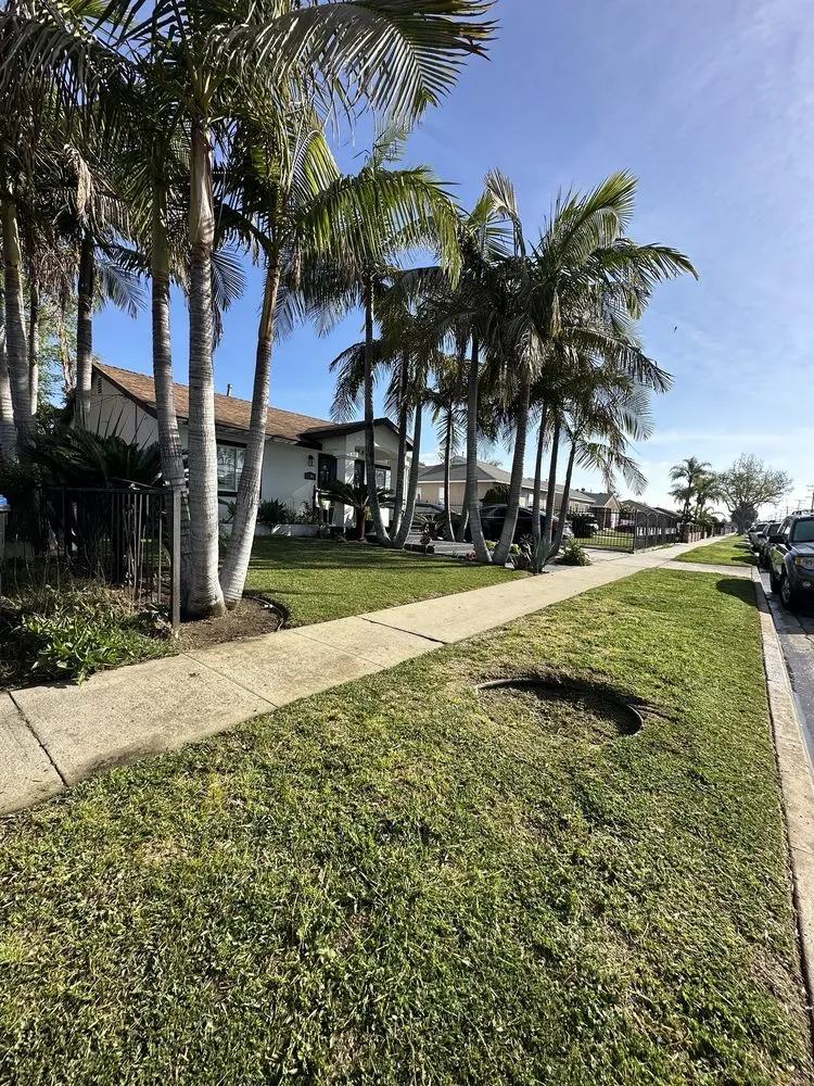 Custom landscaping services in Bellflower, CA by Madrid Services