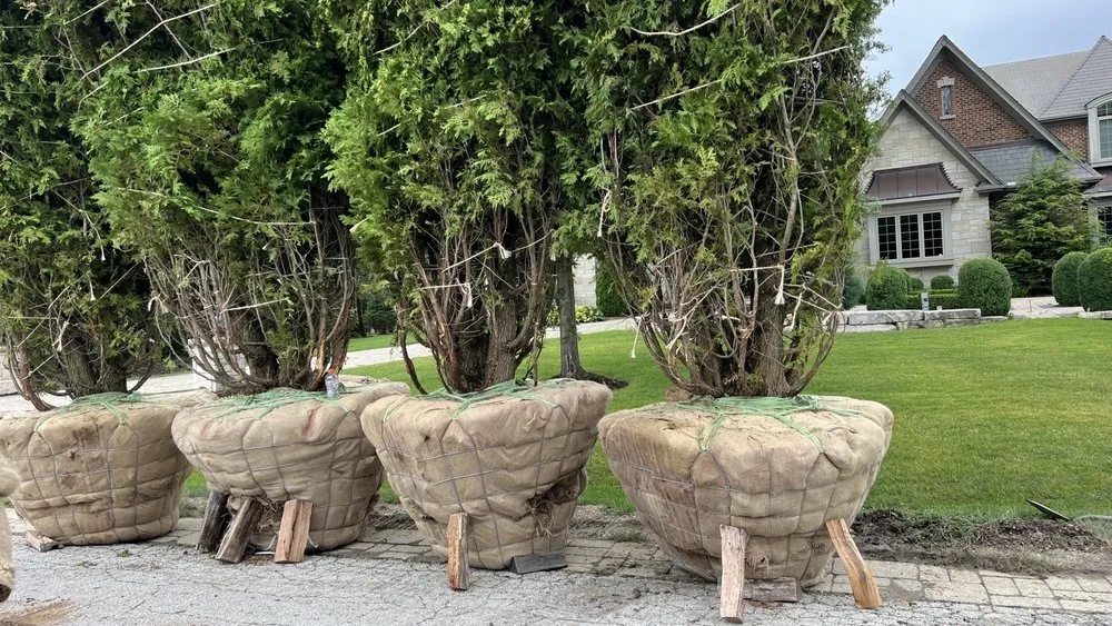 Expert yard maintenance in Lombard, IL - Madrid’s Landscaping